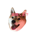 柴犬ななこのあいづちスタンプ（個別スタンプ：1）