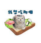 American Shorthair of Dust-life（個別スタンプ：9）