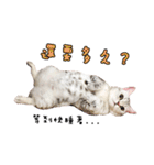 American Shorthair of Dust-life（個別スタンプ：13）