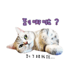 American Shorthair of Dust-life（個別スタンプ：14）