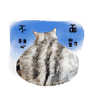 American Shorthair of Dust-life（個別スタンプ：22）