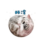 American Shorthair of Dust-life（個別スタンプ：25）