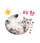 American Shorthair of Dust-life（個別スタンプ：26）