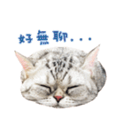 American Shorthair of Dust-life（個別スタンプ：27）