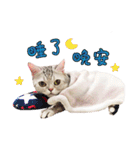 American Shorthair of Dust-life（個別スタンプ：40）