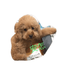 cookie~（個別スタンプ：5）