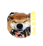 Shibainu Ren-kun（個別スタンプ：4）