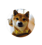 Shibainu Ren-kun（個別スタンプ：14）