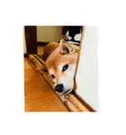 Shibainu Ren-kun（個別スタンプ：15）