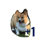 The two corgis_the third！（個別スタンプ：8）