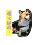 The two corgis_the third！（個別スタンプ：10）