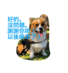 The two corgis_the third！（個別スタンプ：11）