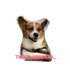 The two corgis_the third！（個別スタンプ：12）