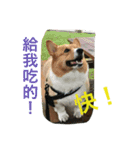 The two corgis_the third！（個別スタンプ：14）