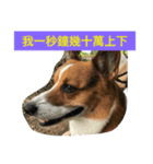 The two corgis_the third！（個別スタンプ：15）