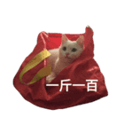 ALu cat（個別スタンプ：1）