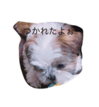 Dog！！！！！！！（個別スタンプ：1）