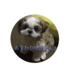 Dog！！！！！！！（個別スタンプ：4）