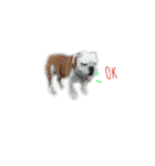 Heal the English bulldog（個別スタンプ：14）