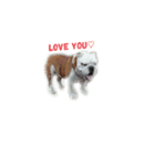 Heal the English bulldog（個別スタンプ：18）