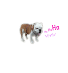 Heal the English bulldog（個別スタンプ：35）