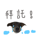 animal and family（個別スタンプ：11）