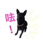 LE LE DOG（個別スタンプ：4）