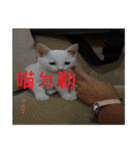 phrases of younger generation（個別スタンプ：19）