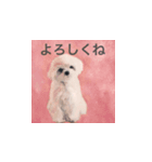 A cute dog series 02（個別スタンプ：6）