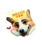 Greedy corgi is me（個別スタンプ：1）