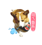 Greedy corgi is me（個別スタンプ：2）