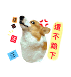 Greedy corgi is me（個別スタンプ：5）