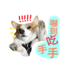 Greedy corgi is me（個別スタンプ：9）