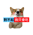 Greedy corgi is me（個別スタンプ：11）