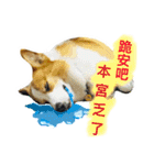 Greedy corgi is me（個別スタンプ：12）