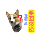 Greedy corgi is me（個別スタンプ：13）