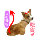 Greedy corgi is me（個別スタンプ：15）