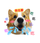 Greedy corgi is me（個別スタンプ：16）