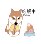 Shiba Inu GO（個別スタンプ：12）