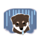 Shiba Inu GO（個別スタンプ：21）