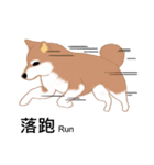 Shiba Inu GO（個別スタンプ：35）