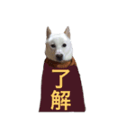 犬ぎんちゃんのひとり言（個別スタンプ：5）