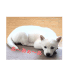 犬ぎんちゃんのひとり言（個別スタンプ：7）