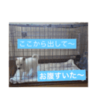 犬ぎんちゃんのひとり言（個別スタンプ：17）