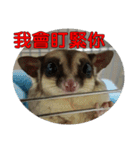 Sugar Glider pii-wu 2nd（個別スタンプ：1）