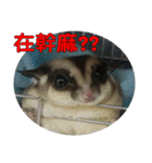 Sugar Glider pii-wu 2nd（個別スタンプ：2）