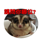 Sugar Glider pii-wu 2nd（個別スタンプ：3）