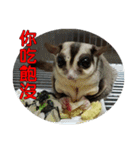 Sugar Glider pii-wu 2nd（個別スタンプ：4）