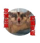 Sugar Glider pii-wu 2nd（個別スタンプ：5）