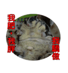 Sugar Glider pii-wu 2nd（個別スタンプ：6）